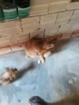 Bela