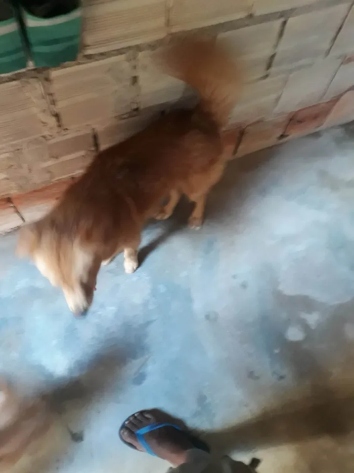 Gato ra a Exótico idade 1 ano nome Bela 