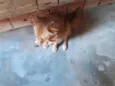 Bela