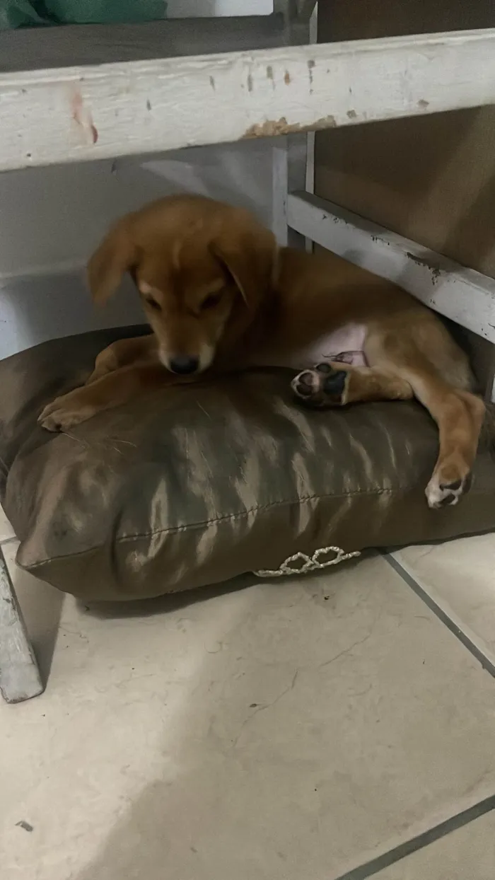 Cachorro ra a SRD-ViraLata idade 2 a 6 meses nome xandy