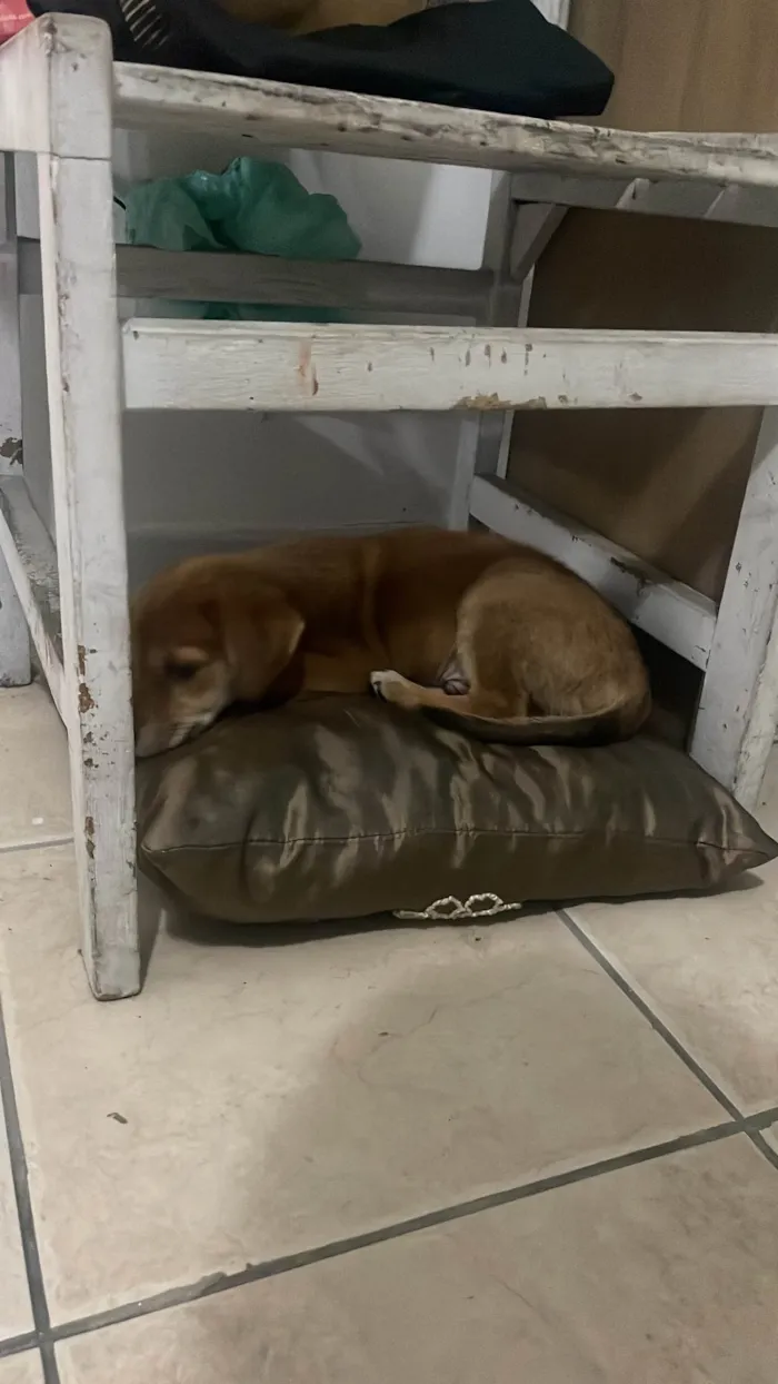 Cachorro ra a SRD-ViraLata idade 2 a 6 meses nome xandy