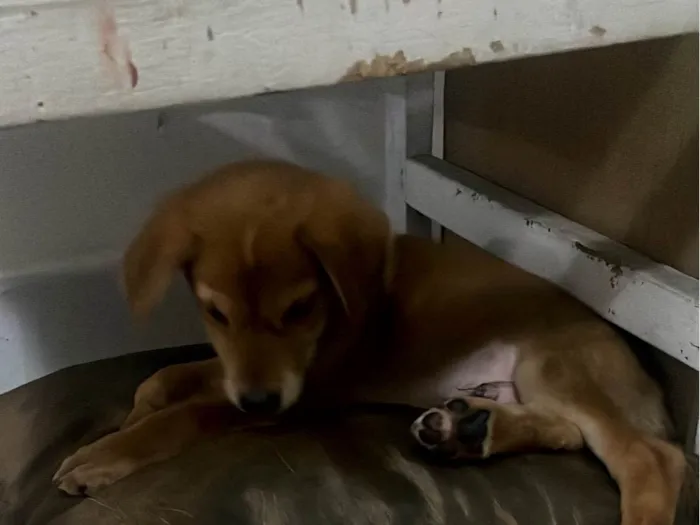 Cachorro ra a SRD-ViraLata idade 2 a 6 meses nome xandy