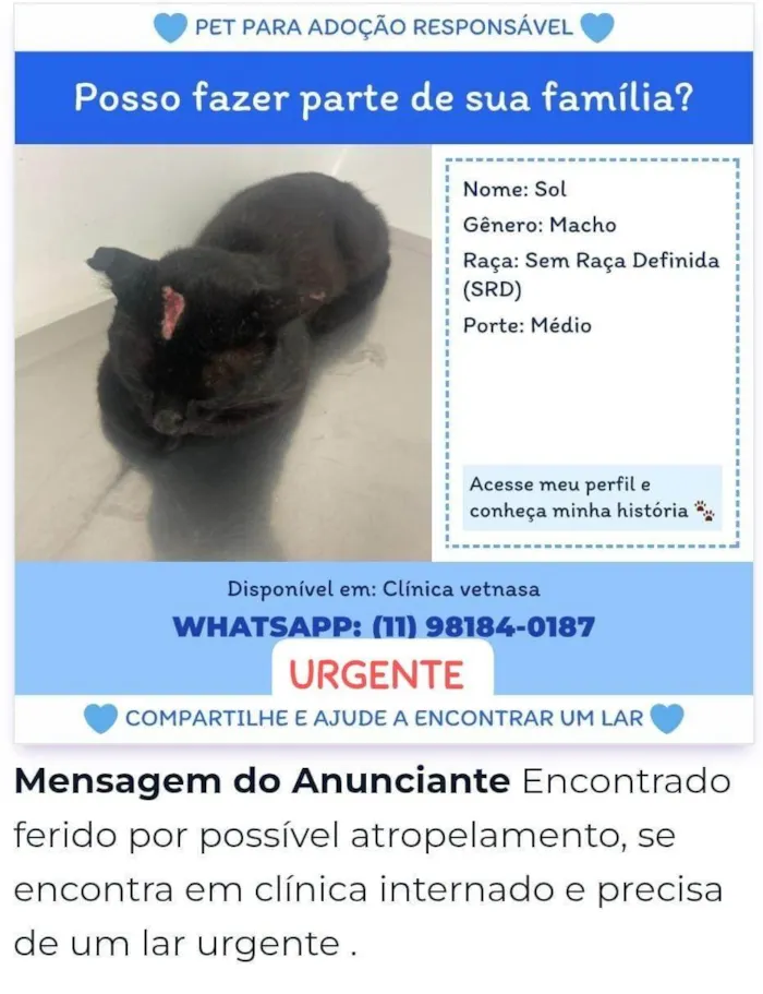 Gato ra a SRD-ViraLata idade 2 anos nome Sol