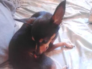 Cachorro raça Pinscher idade 6 ou mais anos nome Não sei 