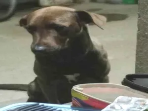 Cachorro raça SRD-ViraLata idade 2 a 6 meses nome Estela 