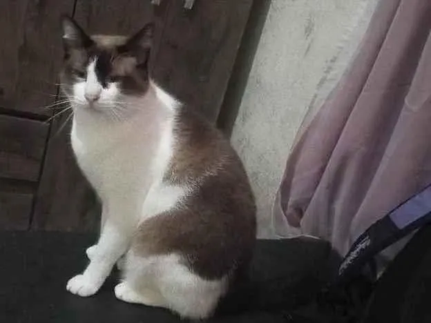 Gato ra a Siamês idade 3 anos nome Trovão 