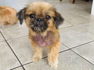 Cachorro raça Shitzu idade 4 anos nome Matilda Maria