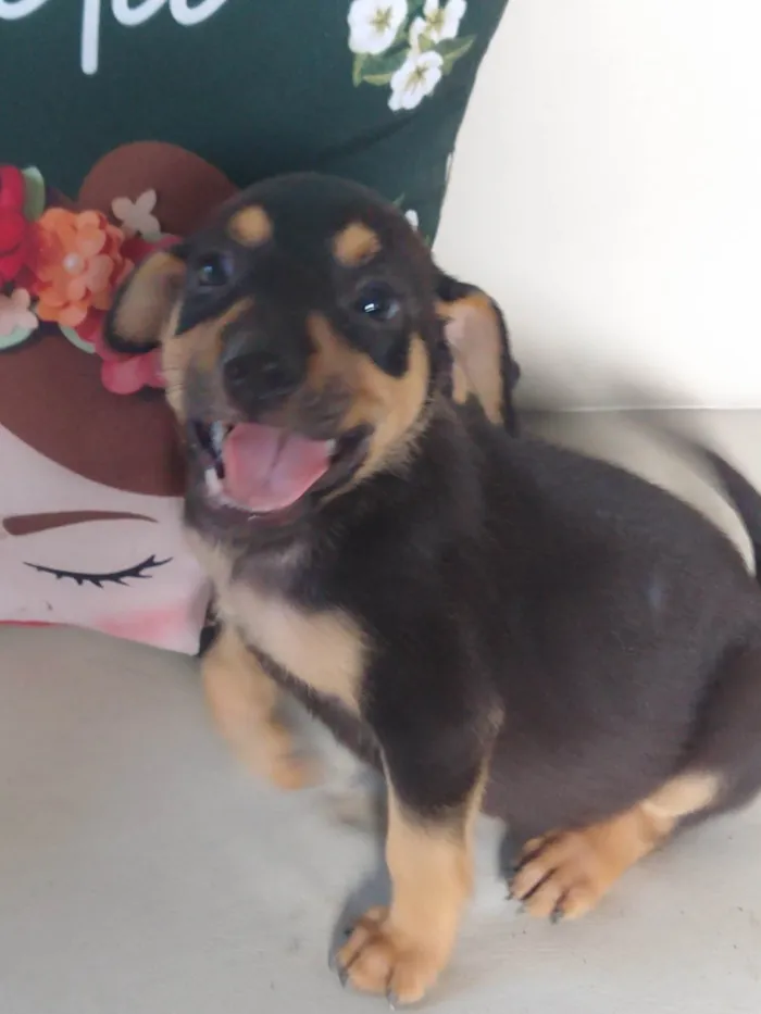 Cachorro ra a SRD-ViraLata idade 2 a 6 meses nome Sem nome