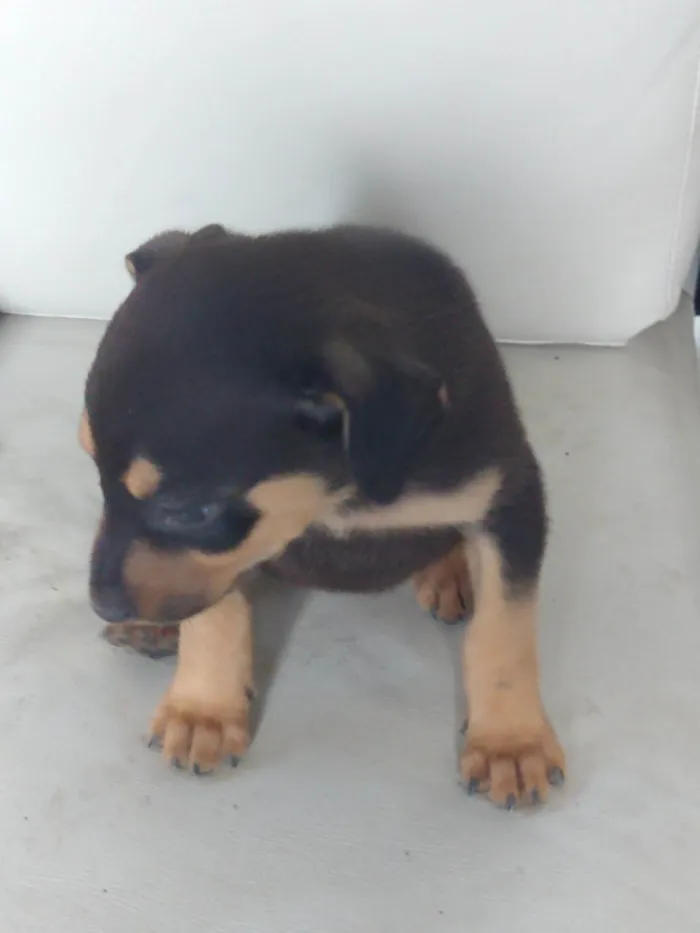 Cachorro ra a SRD-ViraLata idade 2 a 6 meses nome Sem nome