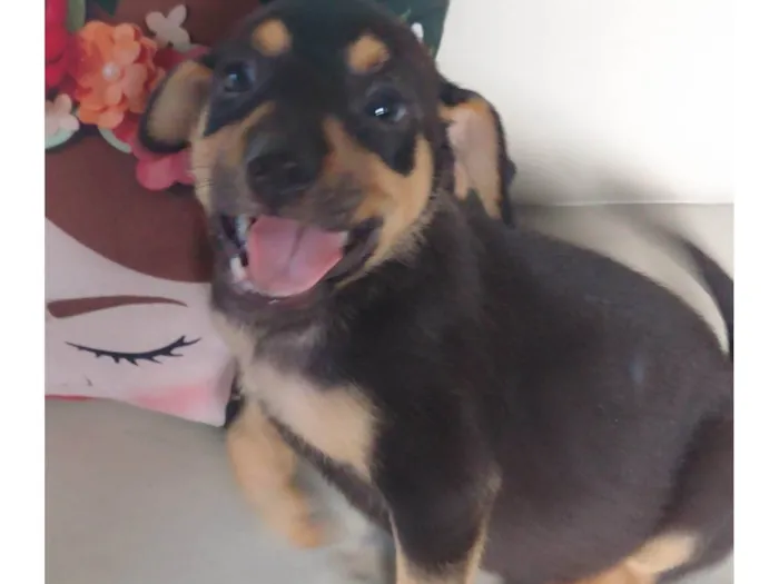 Cachorro ra a SRD-ViraLata idade 2 a 6 meses nome Sem nome