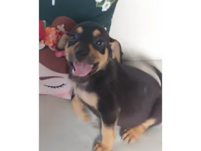 Cachorro raça SRD-ViraLata idade 2 a 6 meses nome Sem nome