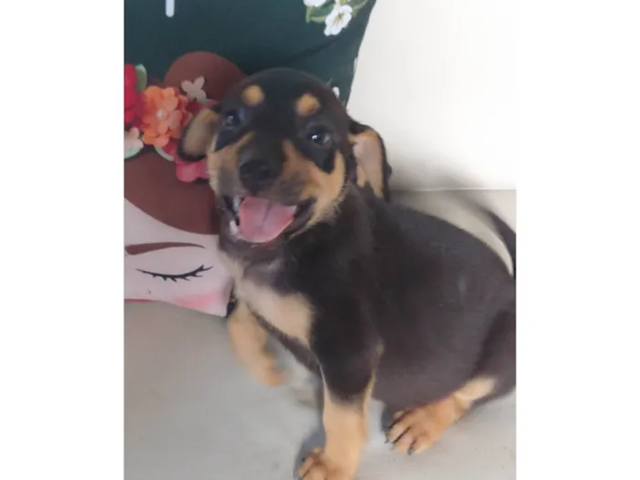 Cachorro ra a SRD-ViraLata idade 2 a 6 meses nome Sem nome