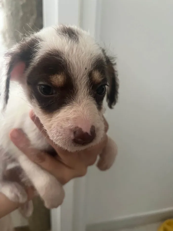 Cachorro ra a SRD-ViraLata idade Abaixo de 2 meses nome Máscara