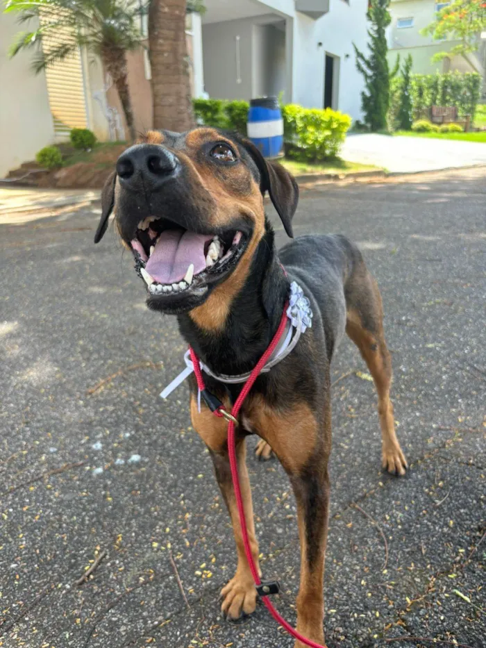 Cachorro ra a SRD-ViraLata idade 7 a 11 meses nome Sem nome