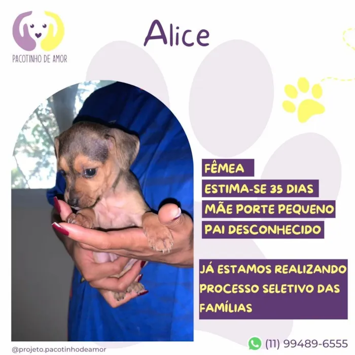 Cachorro ra a SRD-ViraLata idade Abaixo de 2 meses nome Alice