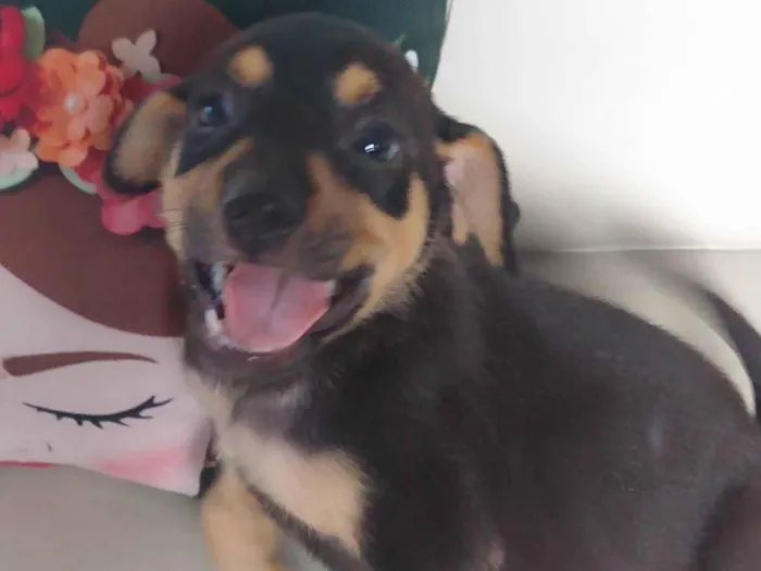 Cachorro ra a SRD-ViraLata idade 2 a 6 meses nome Sem nome