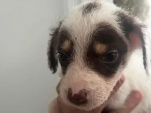 Cachorro raça SRD-ViraLata idade Abaixo de 2 meses nome Máscara