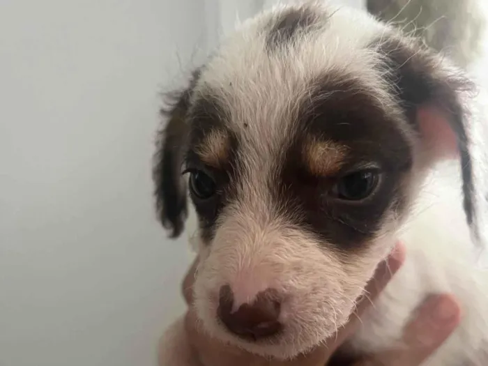 Cachorro ra a SRD-ViraLata idade Abaixo de 2 meses nome Máscara