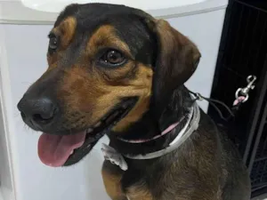 Cachorro raça SRD-ViraLata idade 7 a 11 meses nome Sem nome