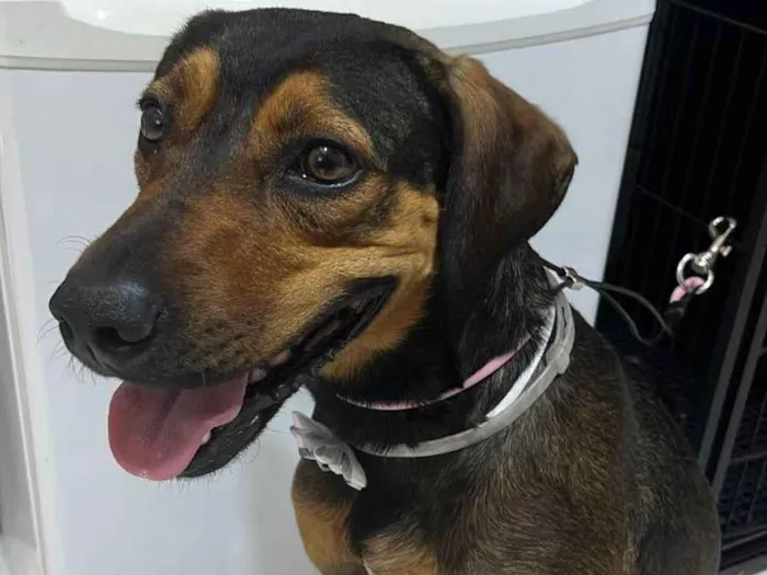 Cachorro ra a SRD-ViraLata idade 7 a 11 meses nome Sem nome