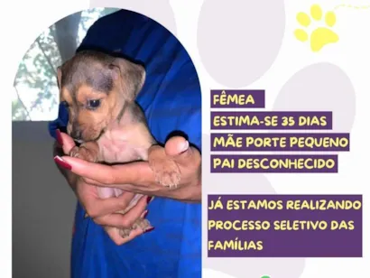 Cachorro raça SRD-ViraLata idade Abaixo de 2 meses nome Alice