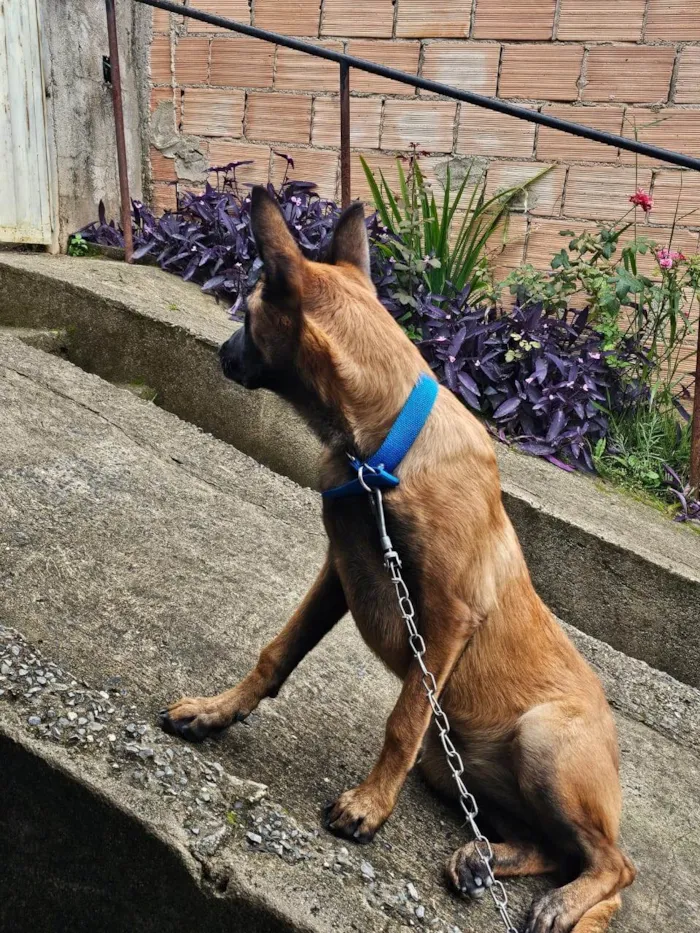 Cachorro ra a Pastor Alemão idade 7 a 11 meses nome Luna 