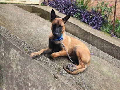 Cachorro raça Pastor Alemão idade 7 a 11 meses nome Luna 