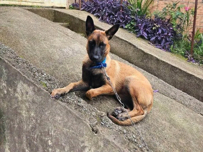 Cachorro ra a Pastor Alemão idade 7 a 11 meses nome Luna 