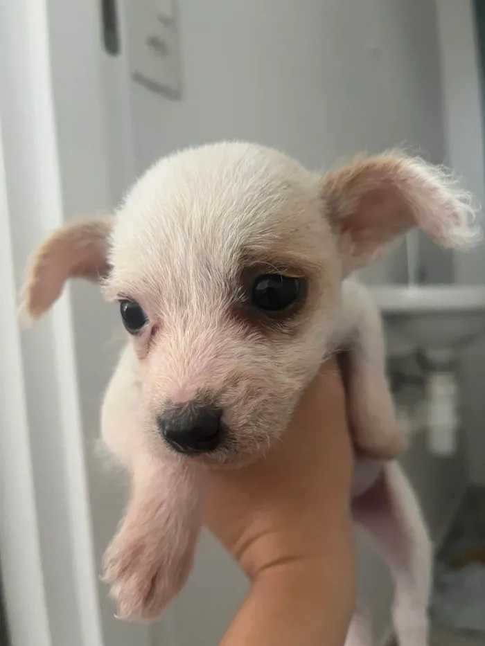 Cachorro ra a SRD-ViraLata idade Abaixo de 2 meses nome Panda