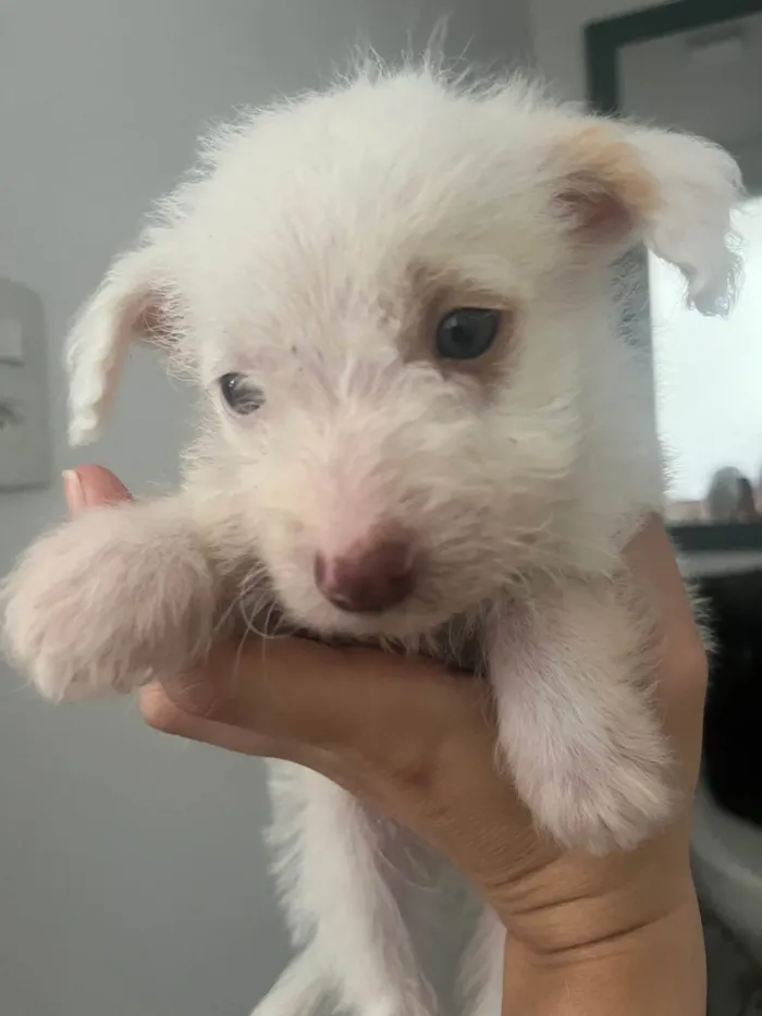 Cachorro ra a SRD-ViraLata idade Abaixo de 2 meses nome Falkor