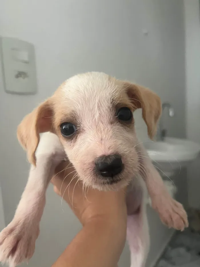 Cachorro ra a SRD-ViraLata idade Abaixo de 2 meses nome Brisa