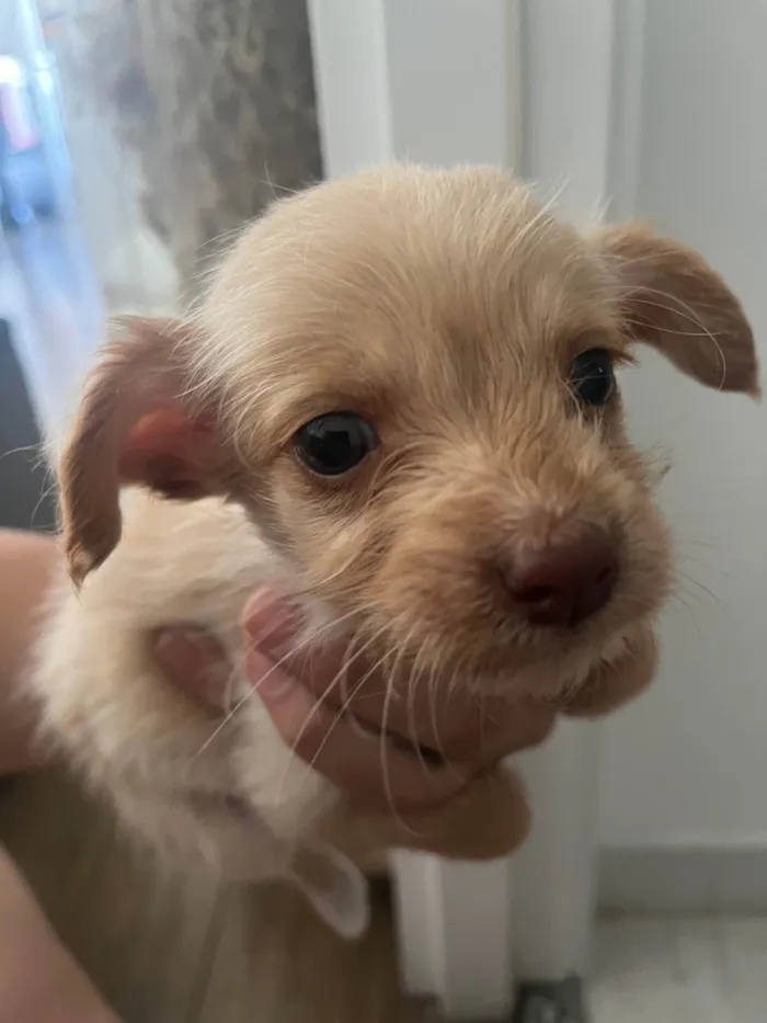 Cachorro ra a SRD-ViraLata idade Abaixo de 2 meses nome Redu