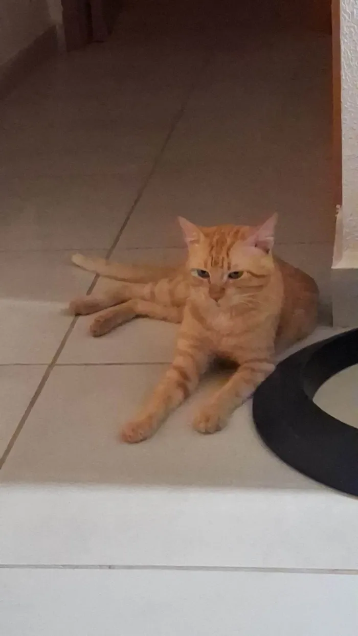 Gato ra a SRD-ViraLata idade 4 anos nome Miu