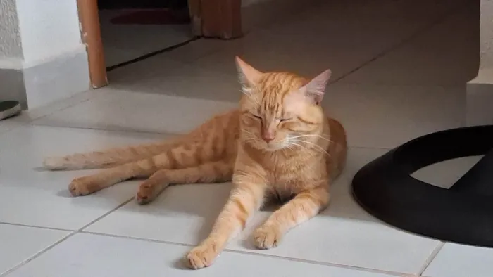 Gato ra a SRD-ViraLata idade 4 anos nome Miu