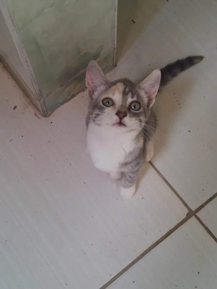 Gato ra a SRD-ViraLata idade 2 a 6 meses nome Lily