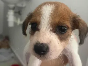 Cachorro raça SRD-ViraLata idade Abaixo de 2 meses nome Scooby