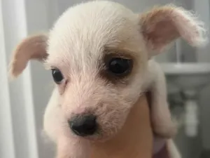 Cachorro raça SRD-ViraLata idade Abaixo de 2 meses nome Panda