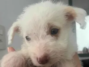 Cachorro raça SRD-ViraLata idade Abaixo de 2 meses nome Falkor