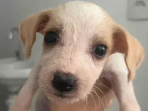 Cachorro raça SRD-ViraLata idade Abaixo de 2 meses nome Brisa