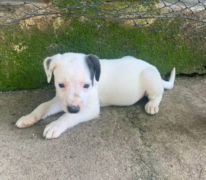 Cachorro ra a SRD-ViraLata idade Abaixo de 2 meses nome Filhotes 1 mês e meio