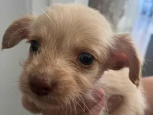 Cachorro raça SRD-ViraLata idade Abaixo de 2 meses nome Redu