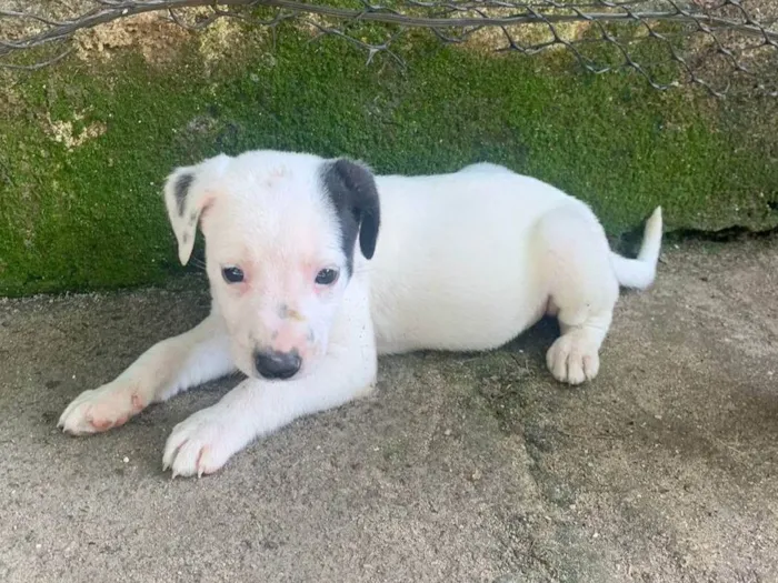 Cachorro ra a SRD-ViraLata idade Abaixo de 2 meses nome Filhotes 1 mês e meio