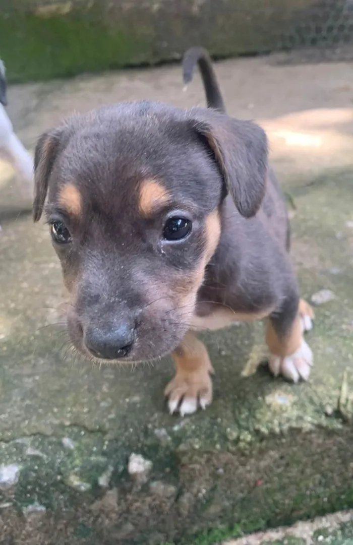 Cachorro ra a SRD-ViraLata idade Abaixo de 2 meses nome Filhotes 1 mês e meio