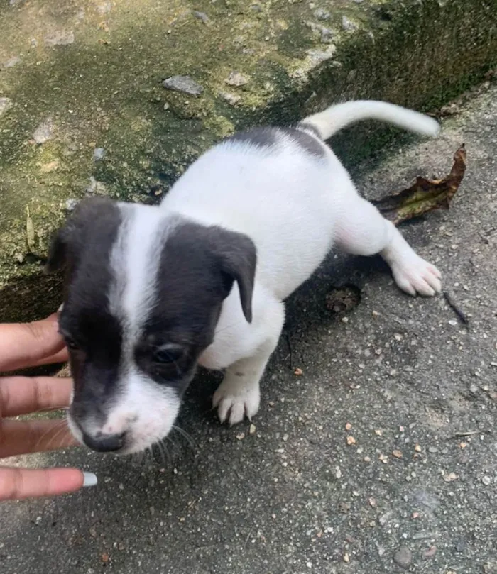 Cachorro ra a SRD-ViraLata idade Abaixo de 2 meses nome Filhotes 1 mês e meio