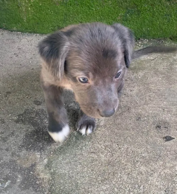 Cachorro ra a SRD-ViraLata idade Abaixo de 2 meses nome Filhotes 1 mês e meio