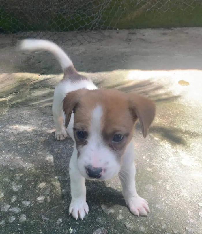 Cachorro ra a SRD-ViraLata idade Abaixo de 2 meses nome Filhotes 1 mês e meio