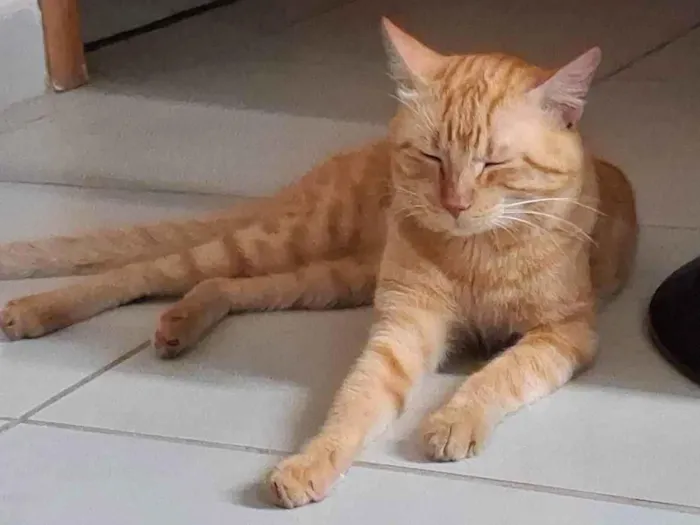 Gato ra a SRD-ViraLata idade 4 anos nome Miu