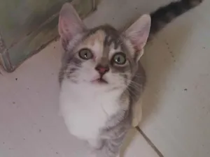 Gato raça SRD-ViraLata idade 2 a 6 meses nome Lily