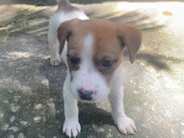 Cachorro ra a SRD-ViraLata idade Abaixo de 2 meses nome Filhotes 1 mês e meio