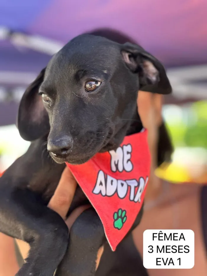 Cachorro ra a SRD-ViraLata idade 2 a 6 meses nome Filhotes 3 meses - primeira dose da vacina